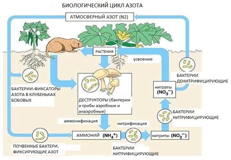 Значение азота для растений