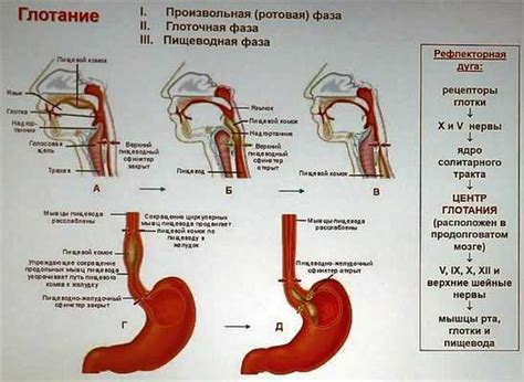 Значение акта глотания для мужчины