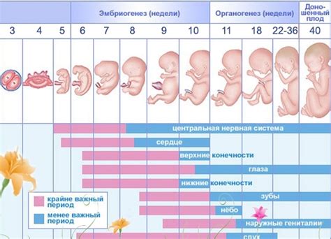 Значение акушерских сроков для развития плода