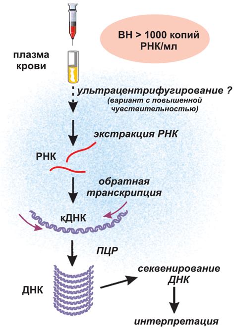 Значение анализа РНК ВИЧ