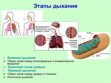 Значение вентрального положения в организме