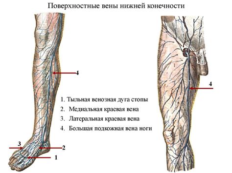 Значение вены галены в организме