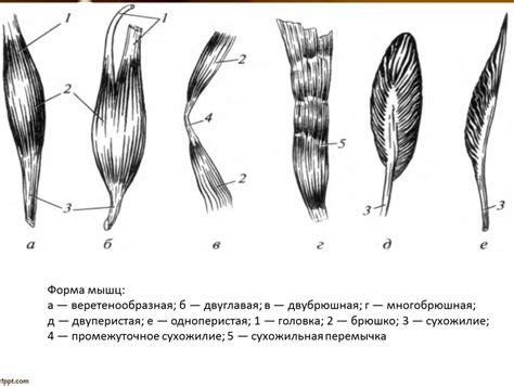 Значение веретенообразной формы тела