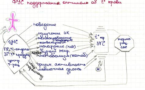 Значение внутренней температуры человека