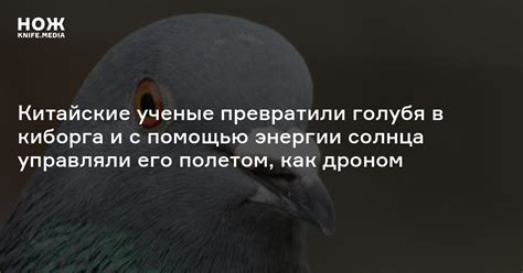 Значение выражения "Любит как ястреб голубя" и его популярность