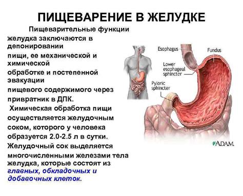 Значение в пищеварительной системе