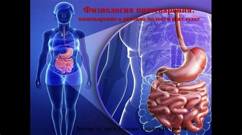 Значение гастральной полости