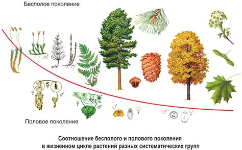 Значение генеративного периода у растений