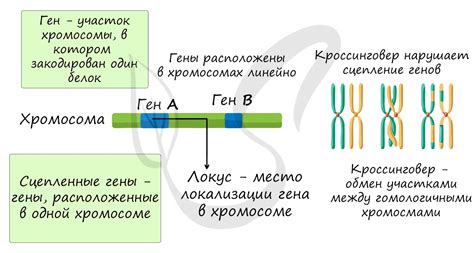 Значение генов в наследственности