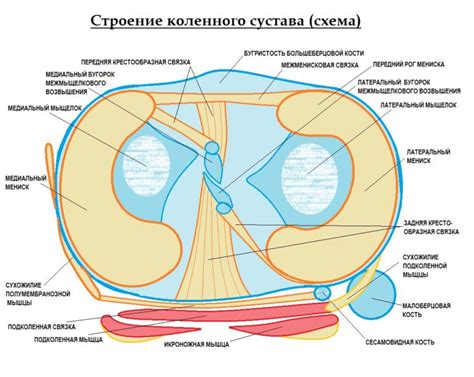 Значение гиалинового хряща для коленного сустава