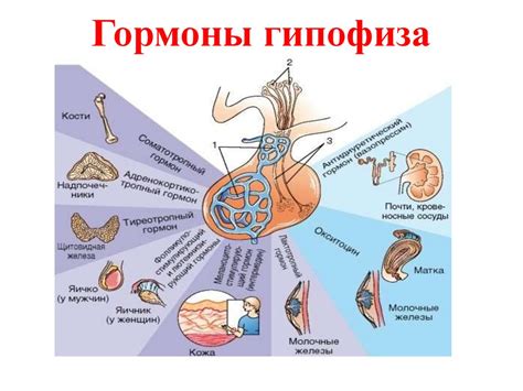 Значение гипоталамуса в регуляции внутренних органов