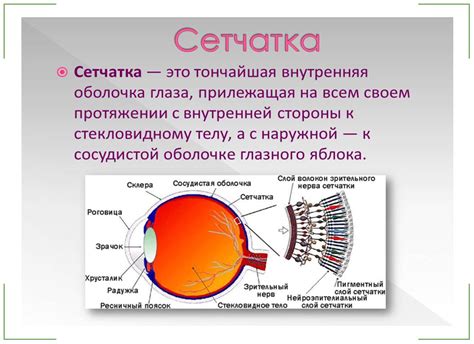 Значение глазного контакта