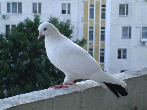 Значение голубя в наше время