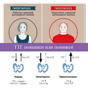 Значение гормона тиреотропина