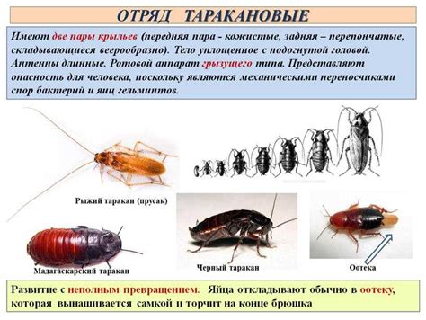 Значение движения усами у тараканов