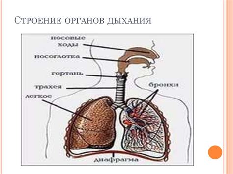 Значение дыхательных цепей в организме