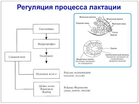 Значение железистой ткани для процесса лактации