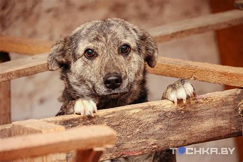 Значение жестокого обращения с животными