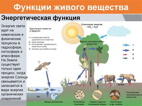 Значение живого вещества для человечества и природы