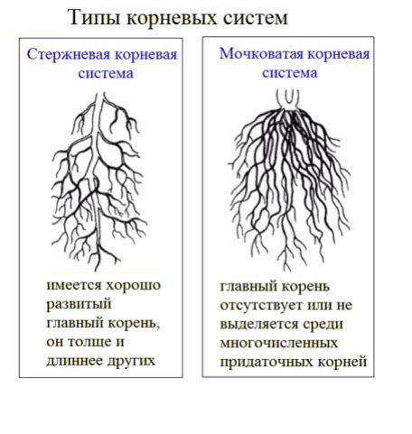 Значение закрытых корней для развития растений на разных почвах