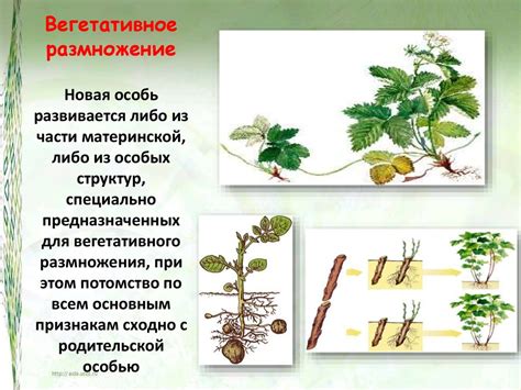 Значение зачаточных побегов для размножения растений