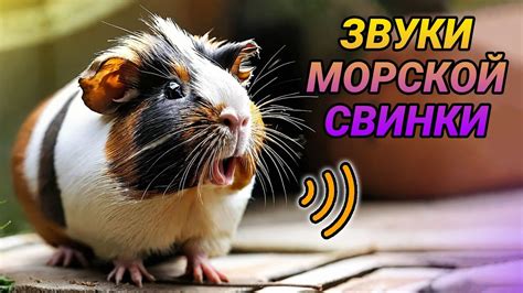 Значение звука у морских свинок