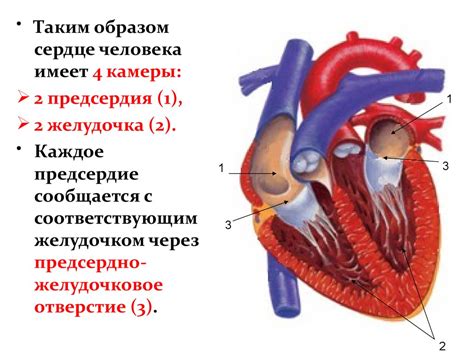 Значение звучных тональностей сердца: