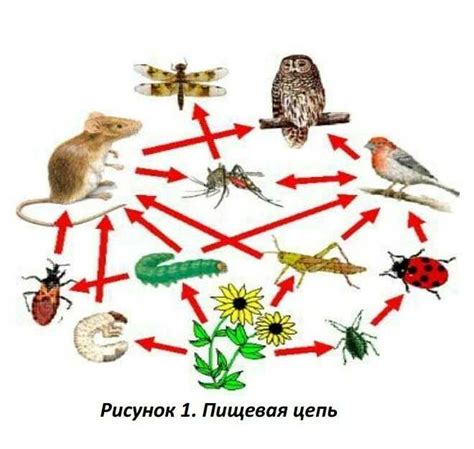 Значение ивиковых журавлей в экосистеме