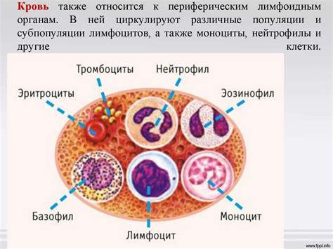 Значение иммунитета для человека