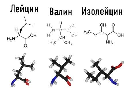 Значение и важность аминокислот с разветвленной цепью