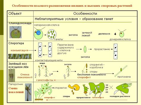 Значение и особенности высших споровых растений