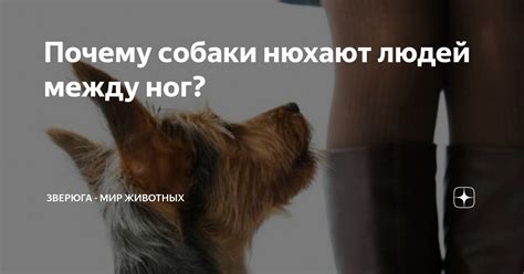 Значение и причины прохождения собаки между ног