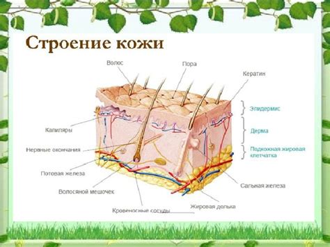 Значение и причины румяной кожи