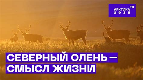 Значение и роль коренных народов в современном мире