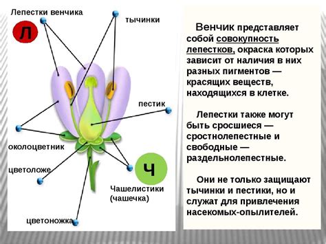 Значение и роль фертильной тычинки в размножении растений