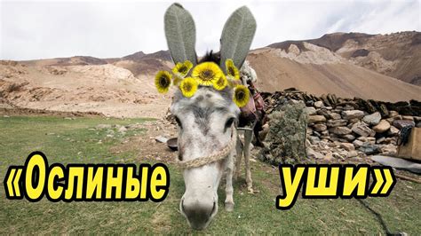 Значение и символика ослиных ушей