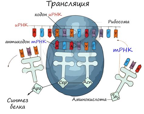 Значение и трансляция