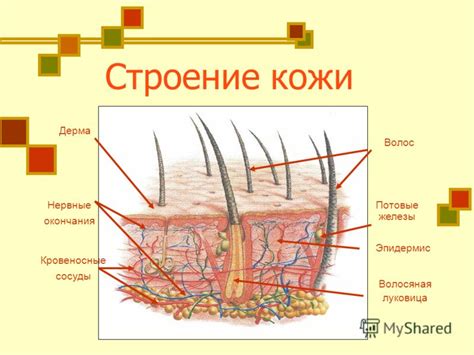 Значение и характеристики кожи софти