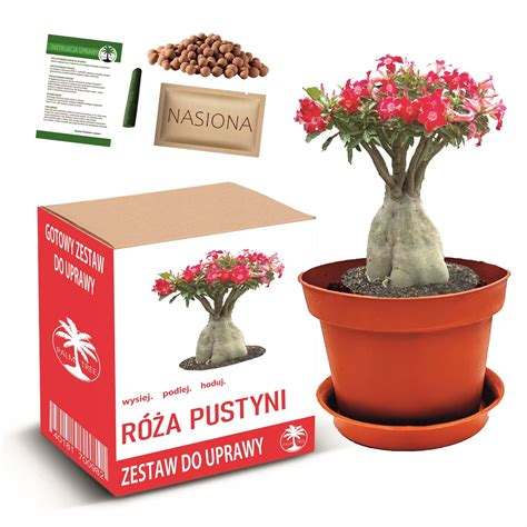 Значение и характеристики desert rose