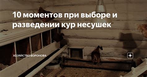 Значение квохчута при выборе партнера у кур