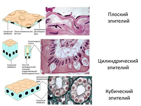 Значение клеток пролиферирующего кубического эпителия