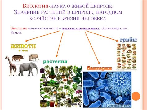 Значение корила в живой природе