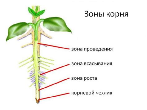 Значение корня растения для роста и развития