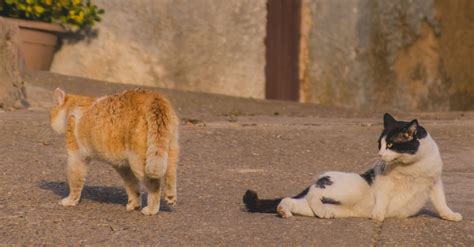 Значение кота, перебегающего дорогу