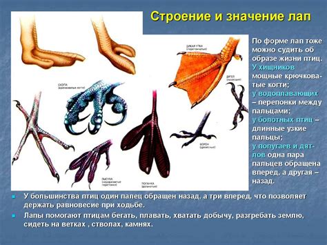 Значение лап птиц: об их роли в биологической адаптации и поведении