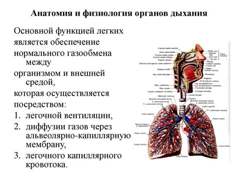 Значение легких прозрачных для дыхания