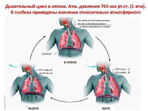 Значение легочного дыхания для организма