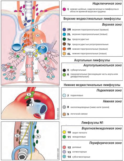 Значение лимфатических узлов в диагностике заболеваний