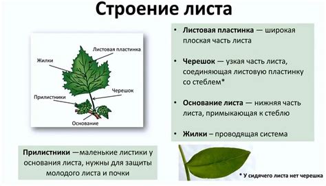 Значение листьев для деревьев: функции и значение