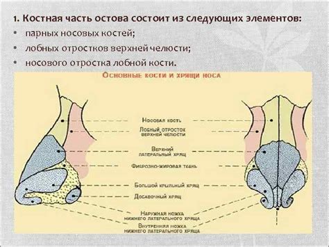 Значение лобных пазух в организме человека